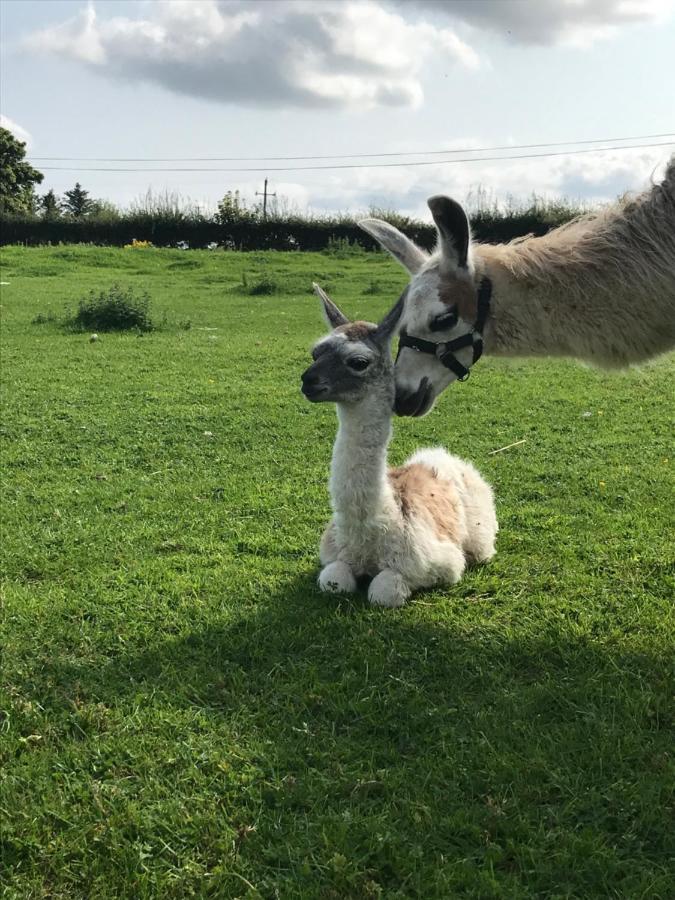 The Beautiful Lazy Llama Shepherd Hut Farm Stay Ballyshannon Zewnętrze zdjęcie