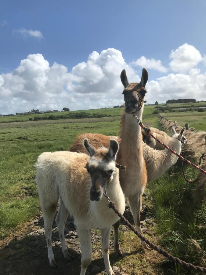 The Beautiful Lazy Llama Shepherd Hut Farm Stay Ballyshannon Zewnętrze zdjęcie
