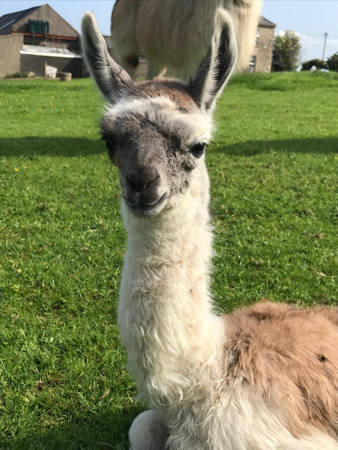 The Beautiful Lazy Llama Shepherd Hut Farm Stay Ballyshannon Zewnętrze zdjęcie