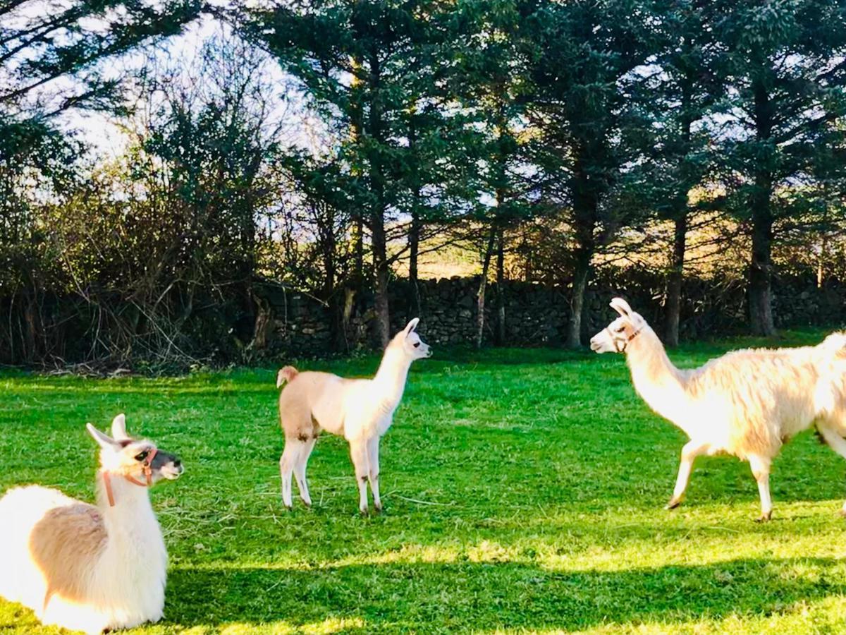 The Beautiful Lazy Llama Shepherd Hut Farm Stay Ballyshannon Zewnętrze zdjęcie