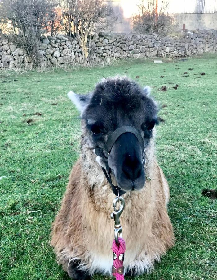 The Beautiful Lazy Llama Shepherd Hut Farm Stay Ballyshannon Zewnętrze zdjęcie